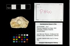 Foto (Objekt + Etikett) von Pithonoton marginatum (von Meyer, 1842)  (NHMW-GEO-2014-0194-0840)